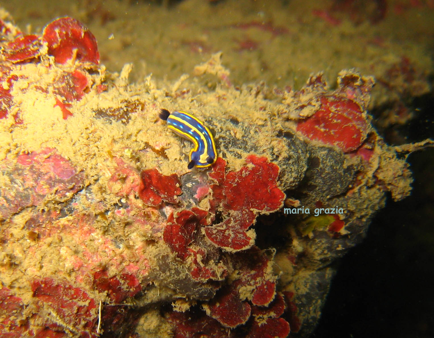 Hypselodoris fontandraui